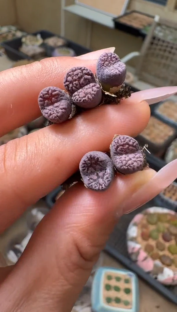 1-43多肉植物肉锥马克李子一颗