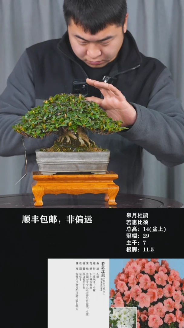 【闪购商品】-若惠比须-T18