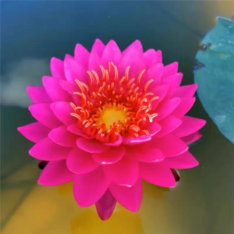 正品睡莲山梅耐寒大型池塘水缸盆阳台庭院别墅水生植物观赏花卉