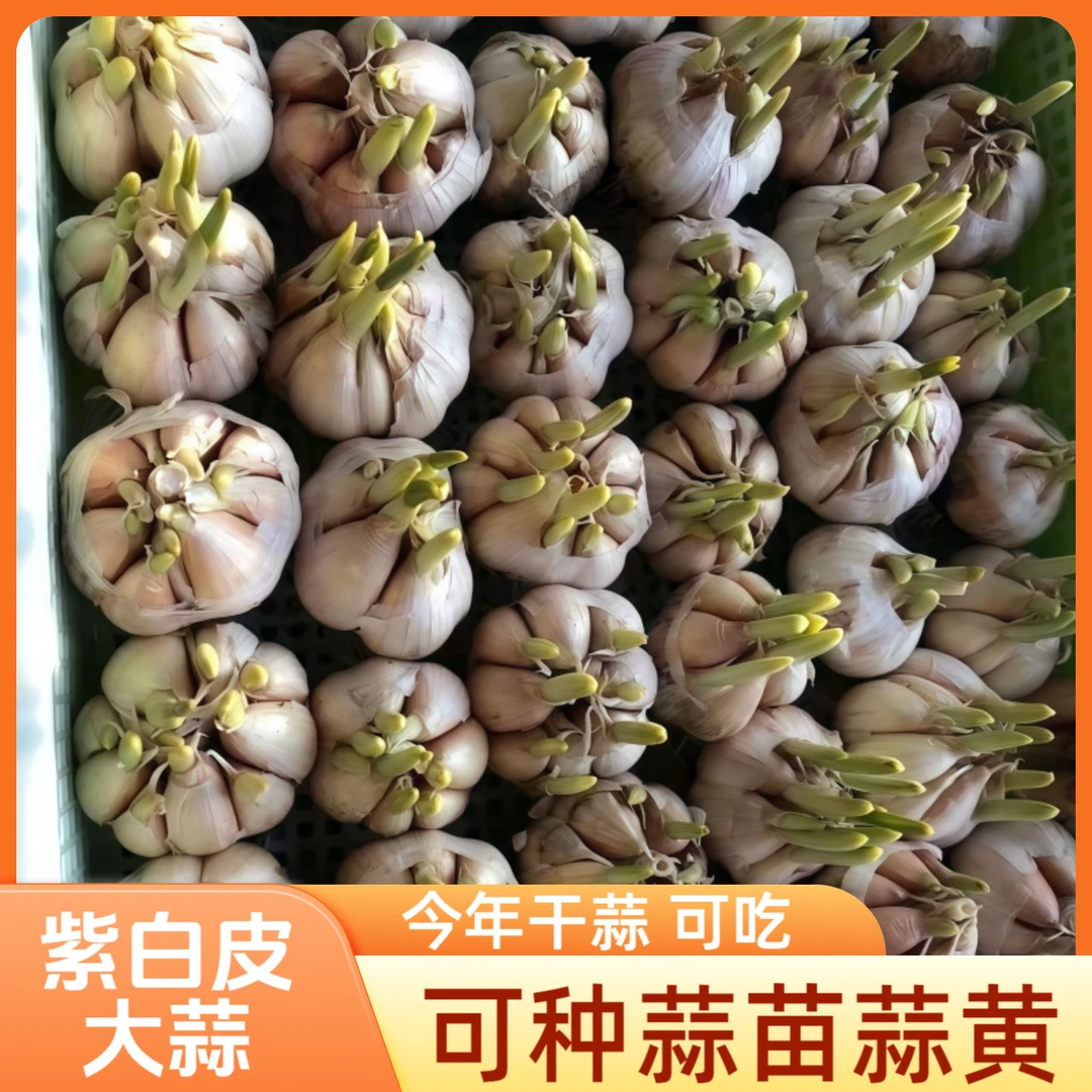 可种紫白皮大蒜蒜黄可吃味浓水培种植蒜苗蒜头干蒜室内外发芽