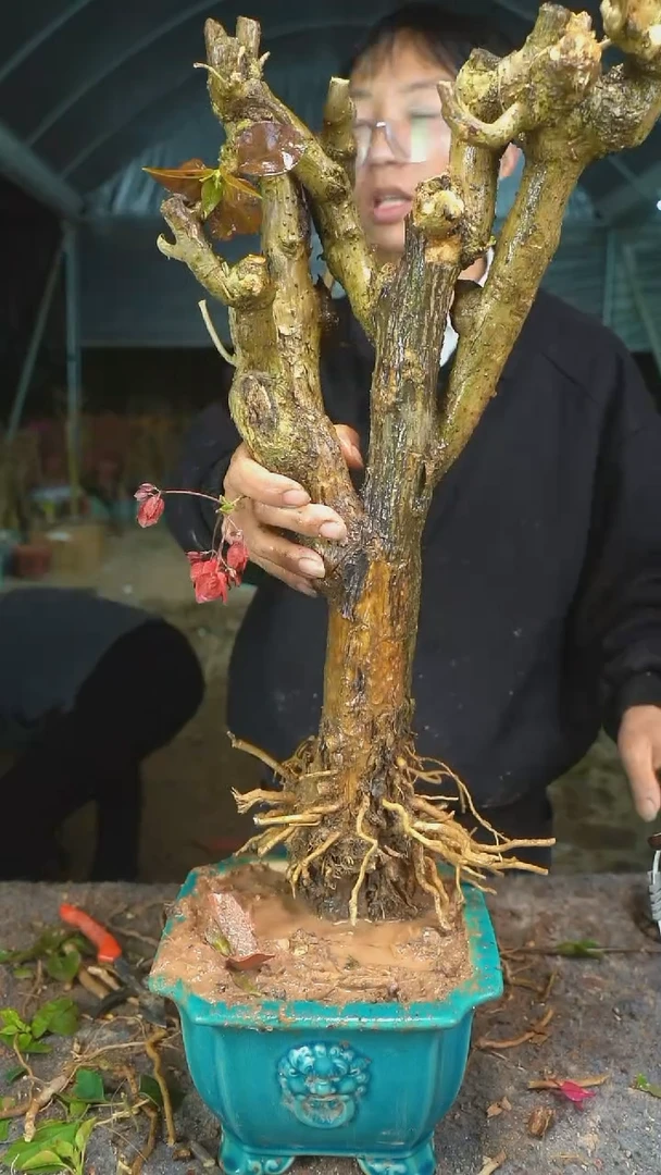 【闪购商品】183三角梅老桩以实物为准图片仅供参考