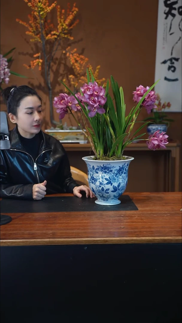 全部花朵卓玛盆景盆景盆景