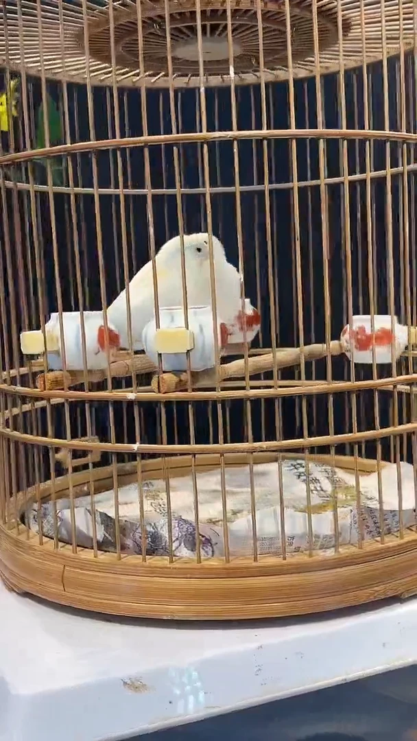 9号马 赛克一对养笼起拍