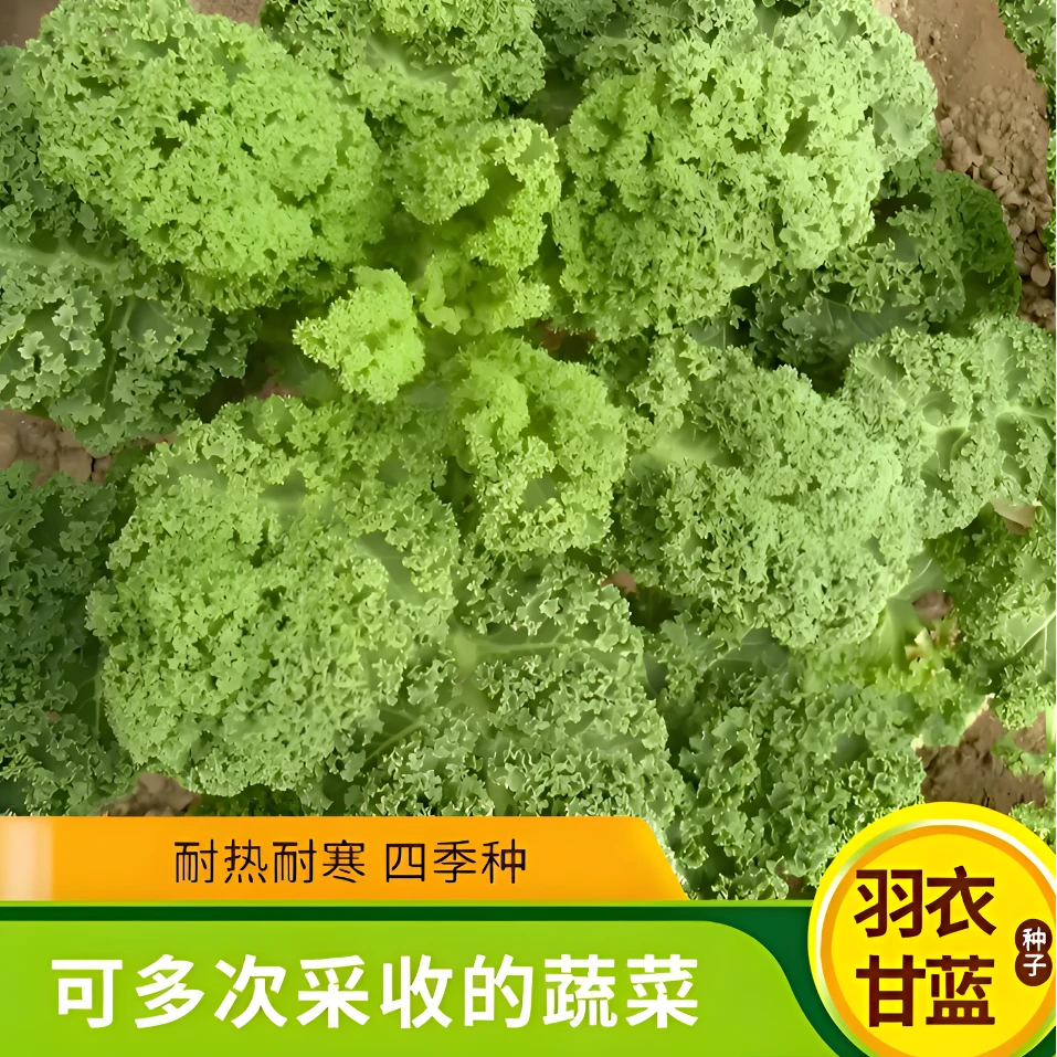 【羽衣甘蓝种子】营养蔬菜种子家庭阳台小院四季种植盆栽地栽