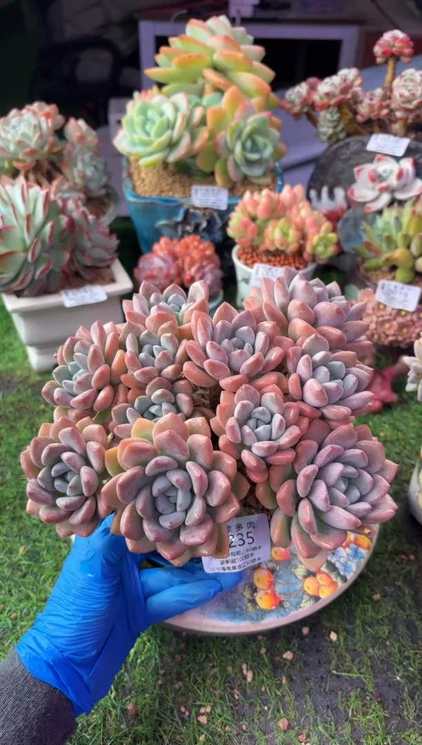 昆明印象多肉0235