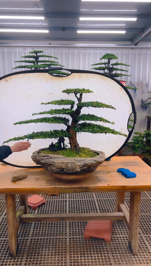 无花朵見****扬精品盆景直播间一物一拍