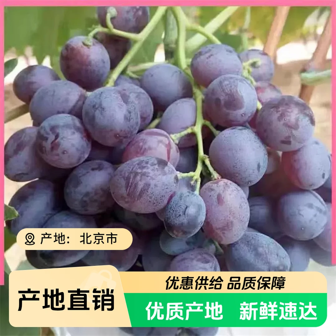 【小吴助农】玫瑰香葡萄 现摘现发 3斤 包邮北京市