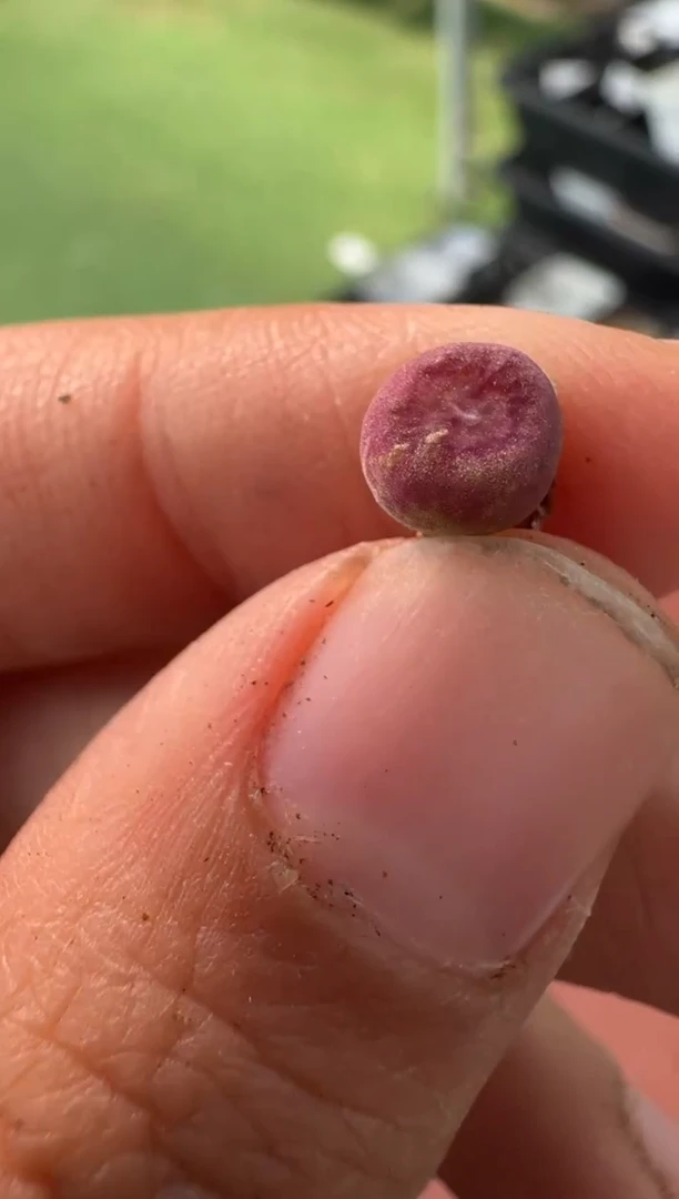 美丽的肉石头10-63