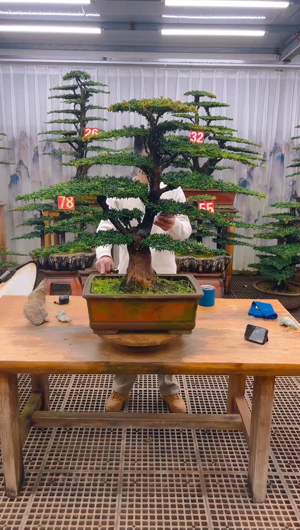 无花朵T*Y精品盆景直播间一物一拍