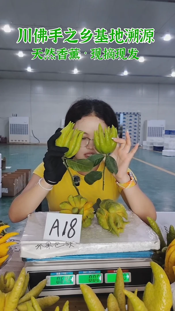 柑橘【一物一拍】川佛手柑鲜果A18