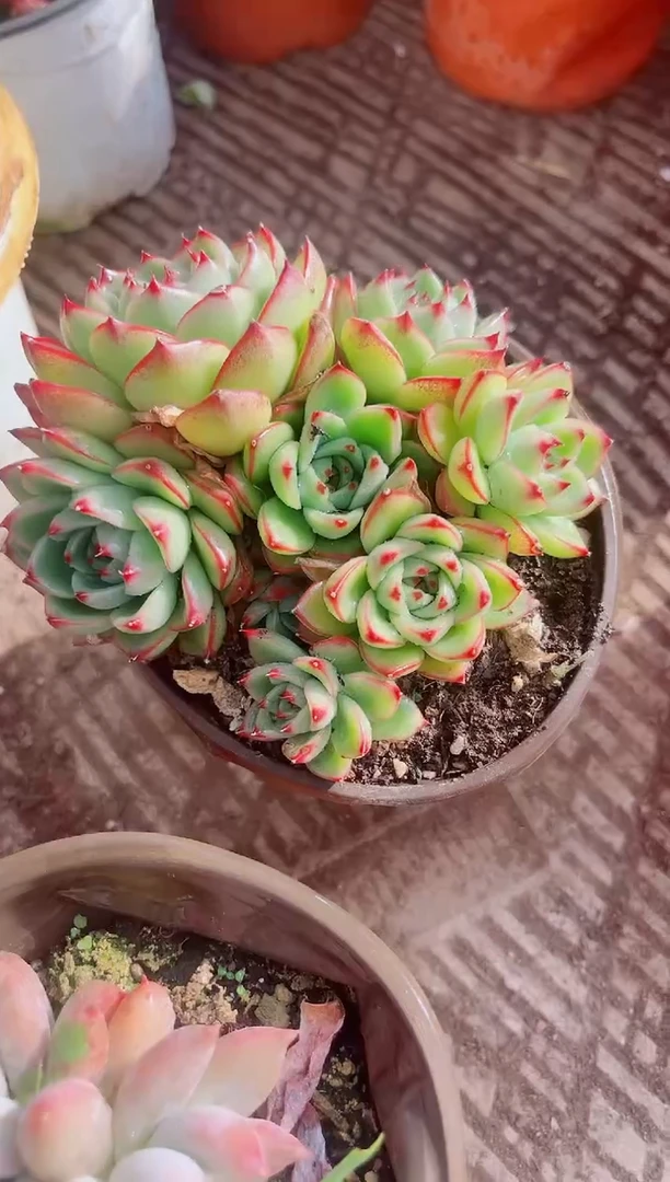 乖*兔跃跃精品多肉05121