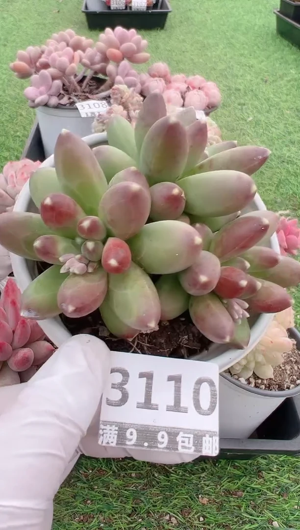 【闪购商品】信福多肉一物一拍