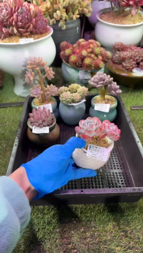 【闪购商品】04931脱土带盆