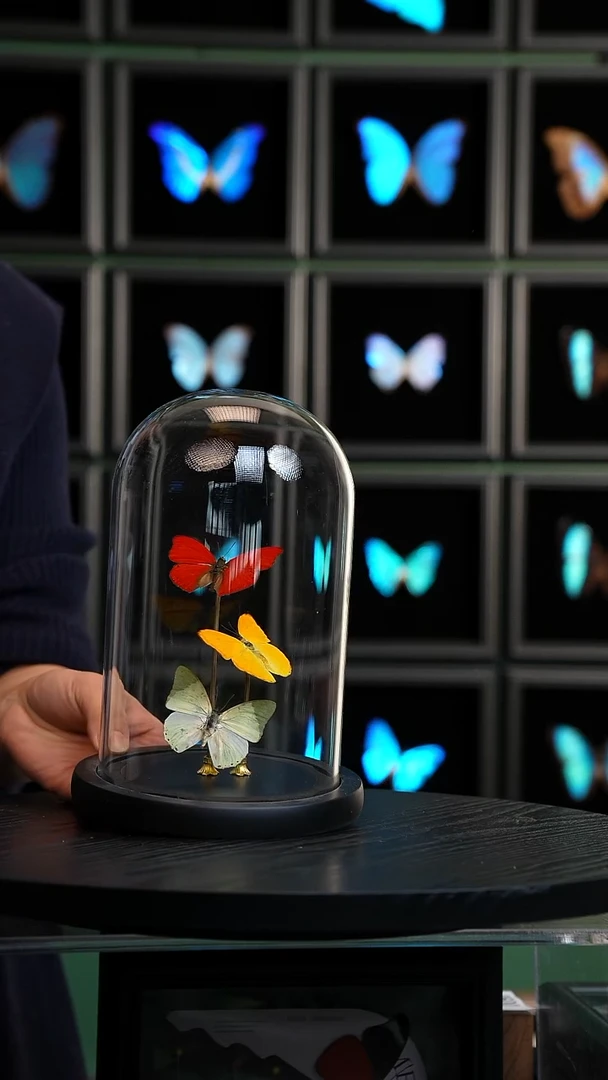 红绿黄三色蝴蝶玻璃罩