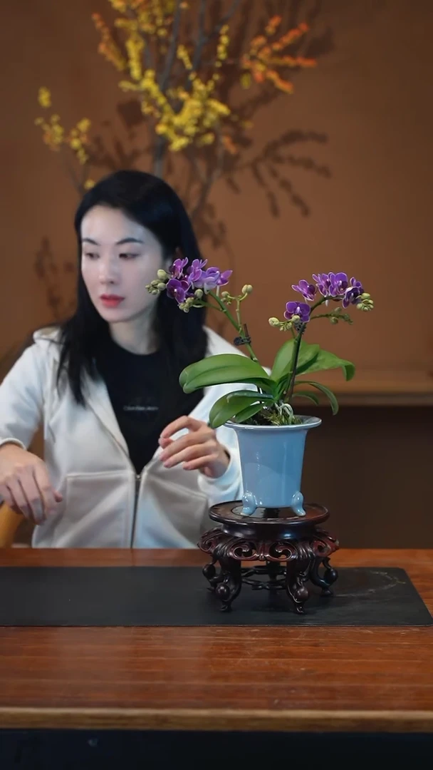 全部花朵蝴蝶兰蓝盆盆景盆景