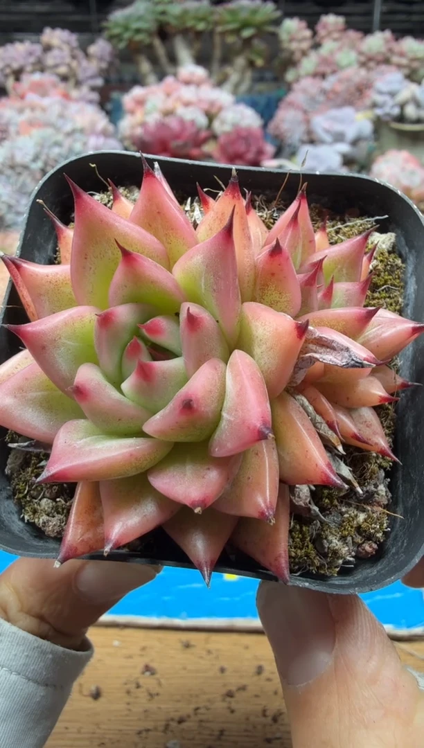 东云多肉园二店-574