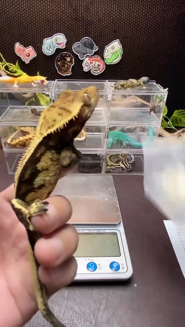 睫角守宫 鳞与尾 Scale Tail 爬宠HJ11