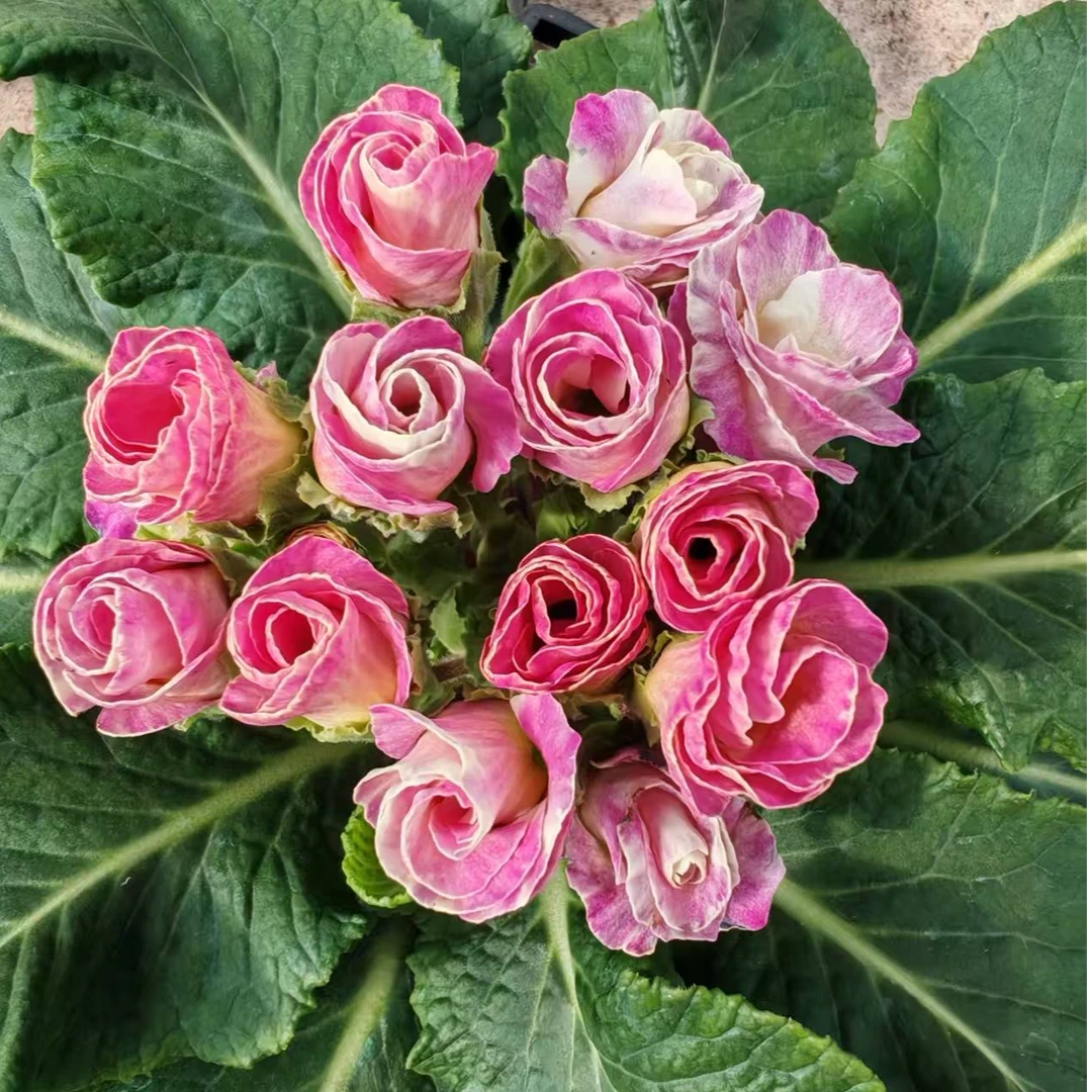 藕粉 热门网红品缤纷大厂出品f1代种苗报春花盆栽耐寒好养活