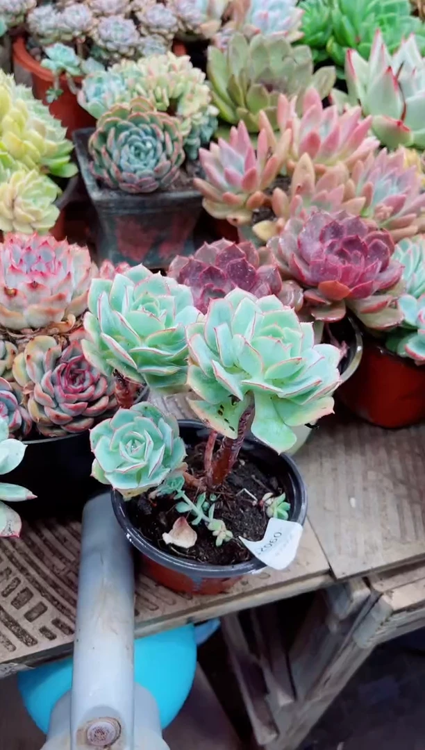 皮****＞09021多肉植物一物一拍