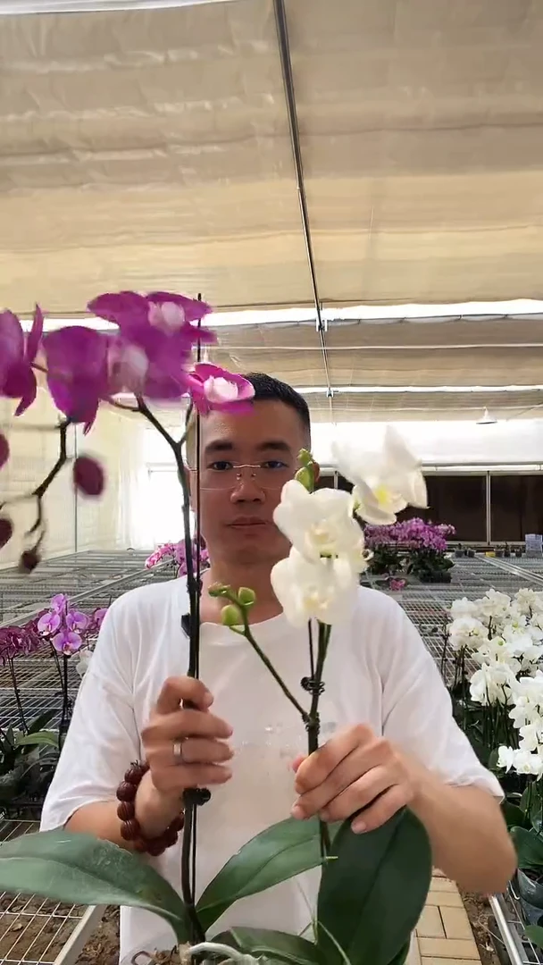 大部分开放少量花苞微瑕素心+叶残阿玛组合