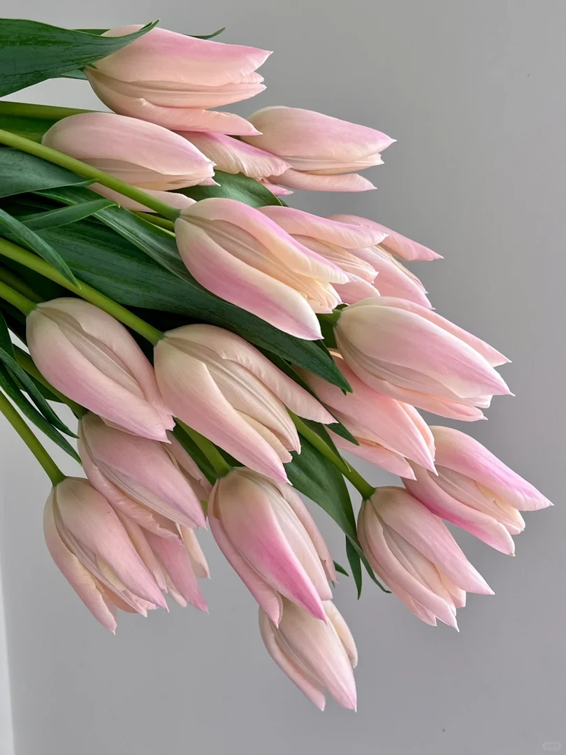 【郁金香】 香奈儿 任三单顺丰空运包邮鲜切花家居花店插花