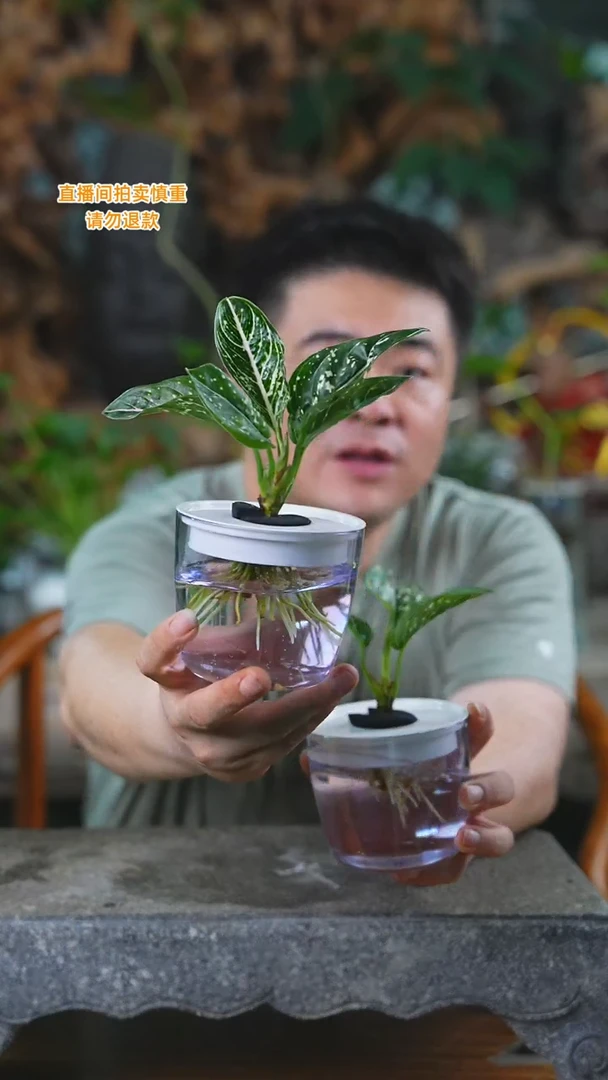 完全开放星光酢肋草亚克力
