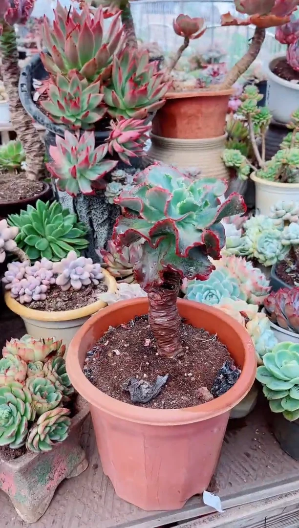 06138多肉植物一物一拍