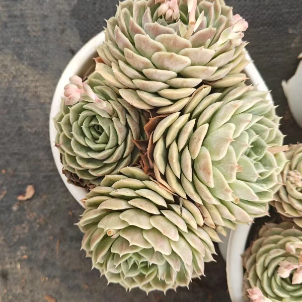 昂斯诺 精品多肉 新手好栽 好养 云南昆明发货