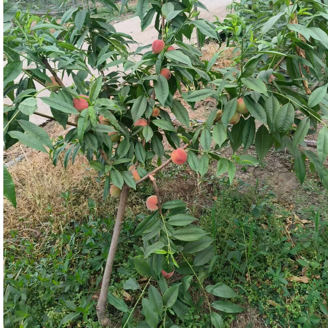 正宗桃树苗水蜜桃、黄桃、白桃当年结果苗