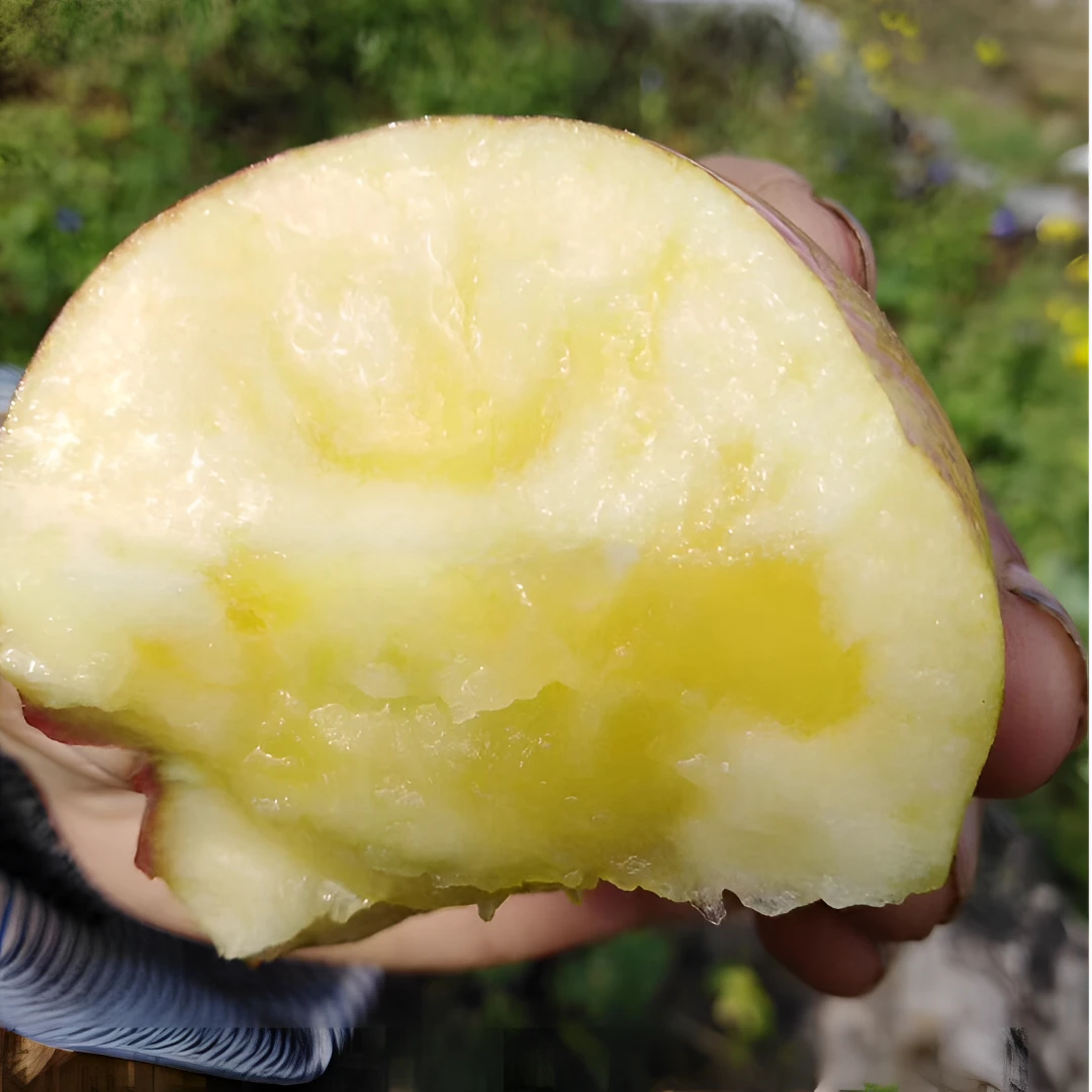 云南西北勒高山丑苹果新鲜苹果精品果送礼分享过节优选