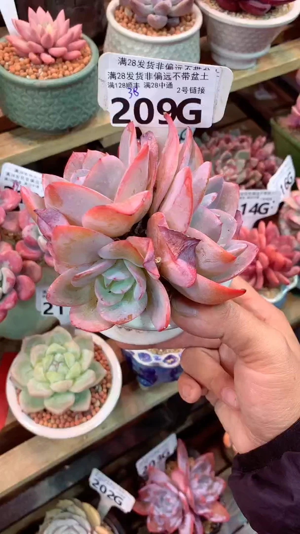 209G（一物一拍实付满28发货，默认不带盆土）