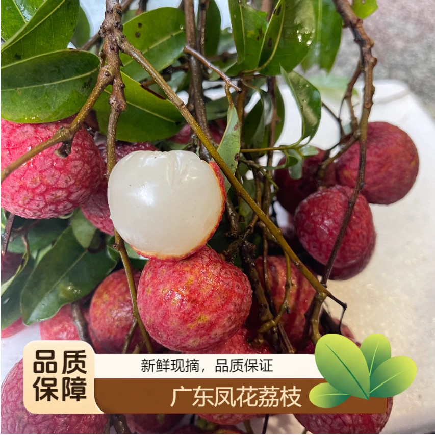 【凤花】凤花荔枝金钟荔枝新鲜采摘顺丰/京东冷链