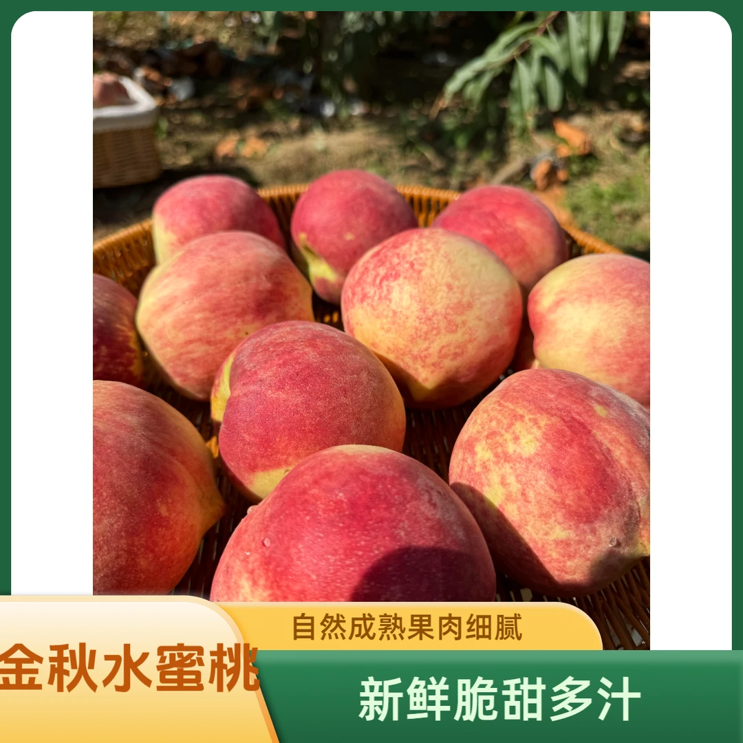金秋水蜜桃当季现摘脆甜多汁应季水果包邮果园直发新鲜又脆又甜