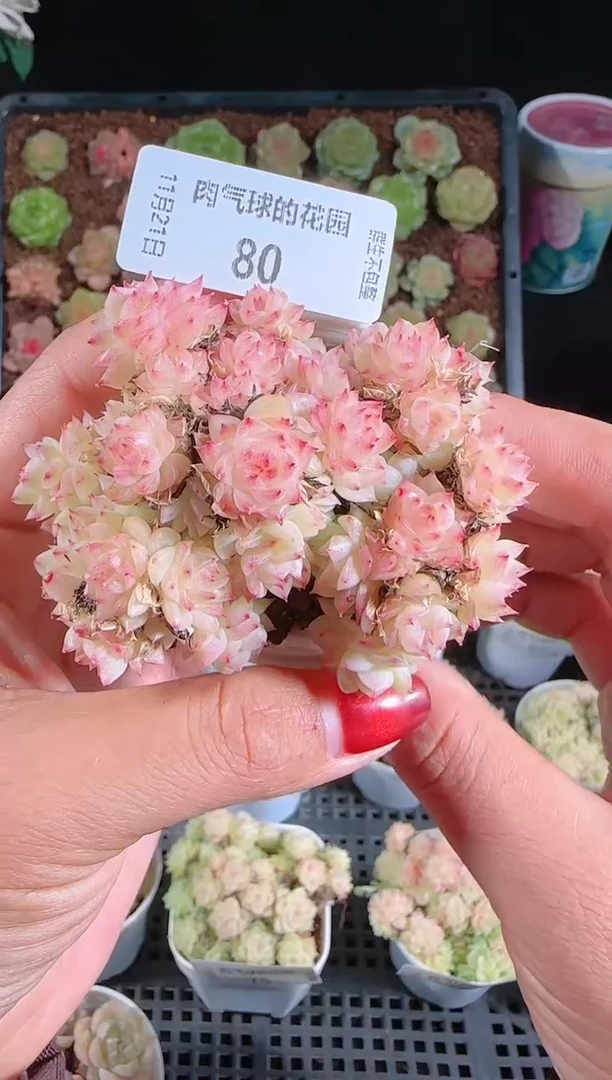 1121-80群生不包整