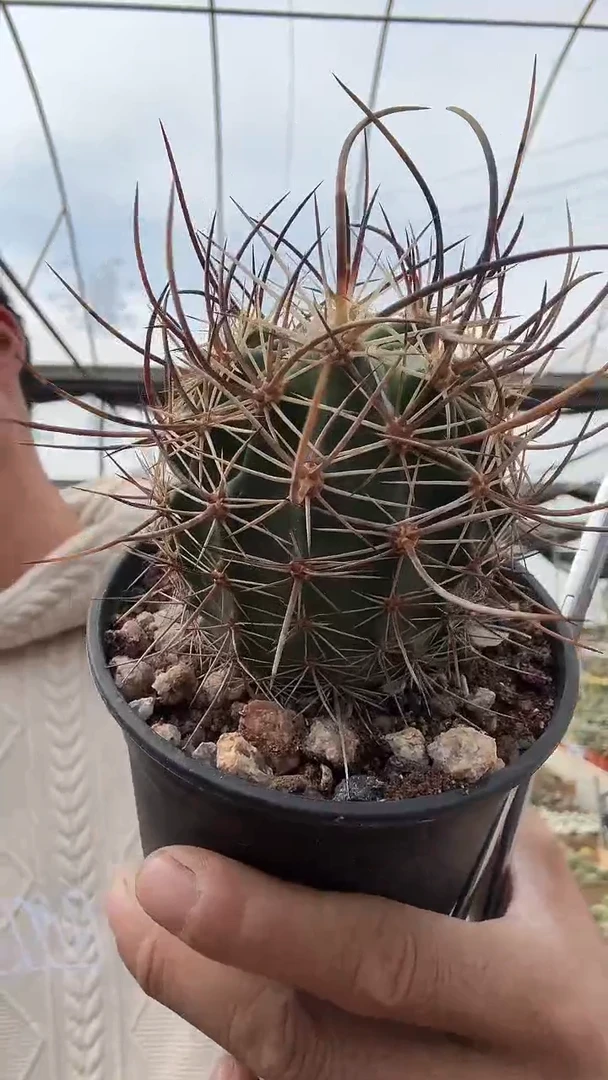 实生林氏幻虾79.99