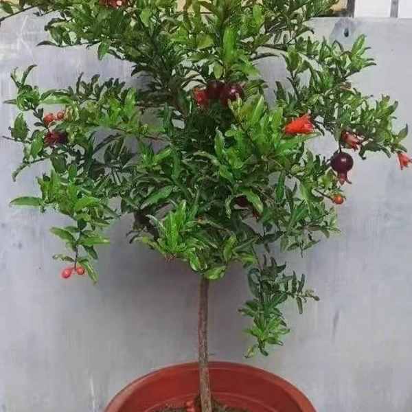 黑金刚枸骨树紫玉老桩带果盆栽适合易成活阳台庭院种植中华大寿桃