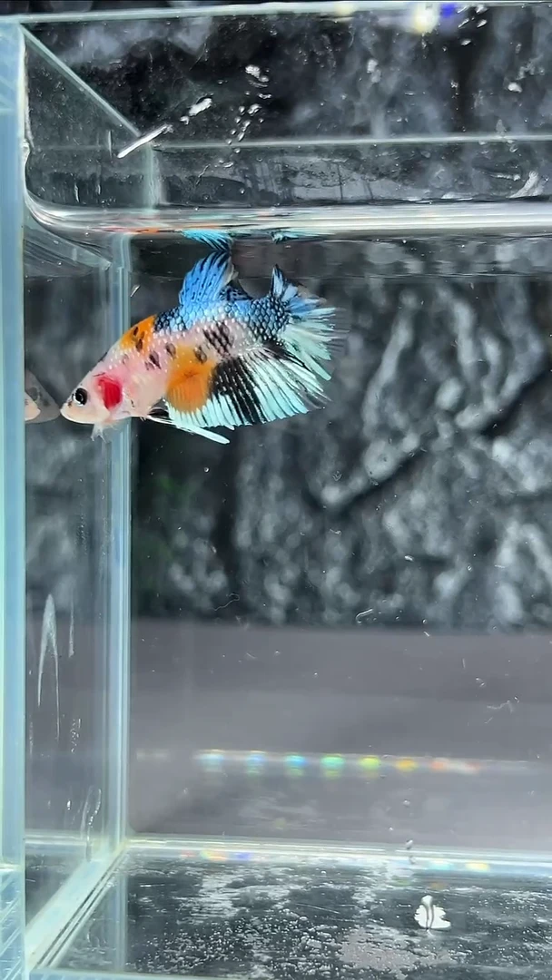 斗鱼竞拍链接A082