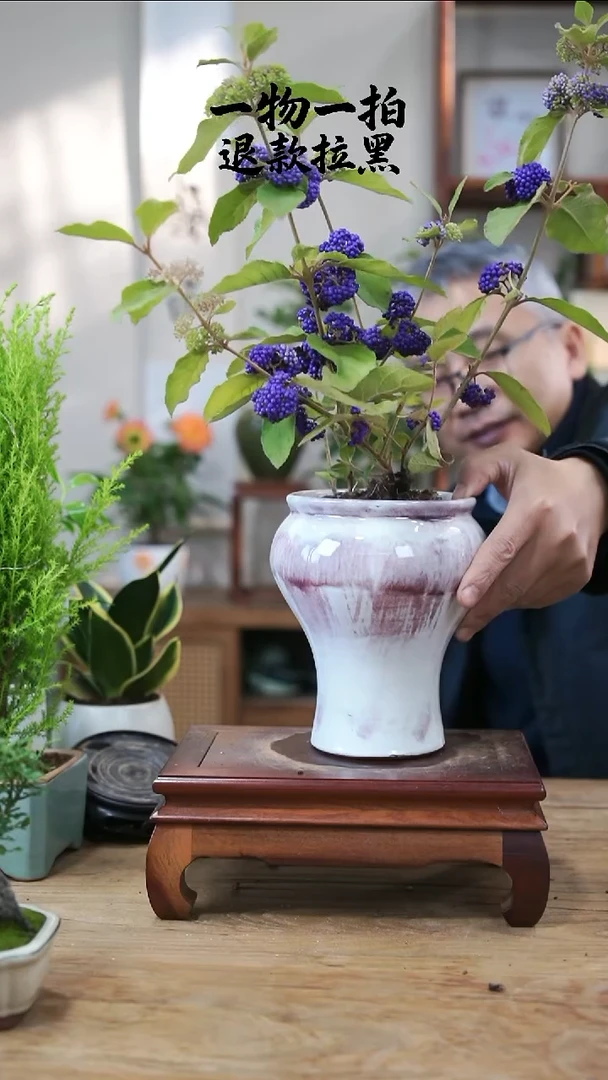 完全开放万**?紫珠083