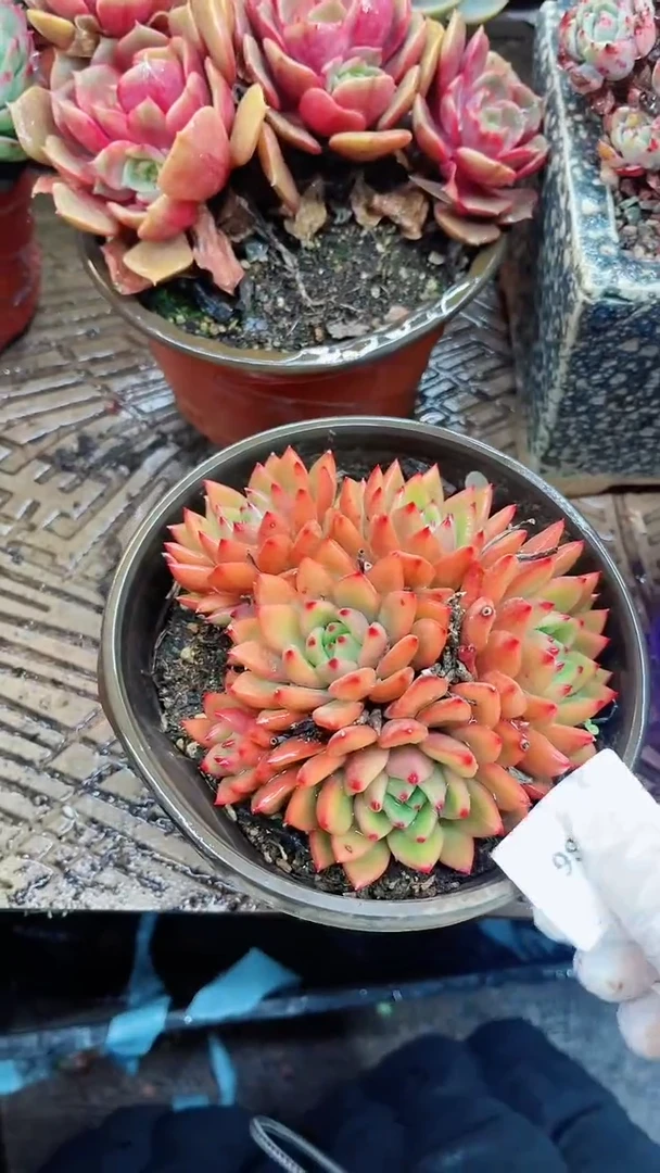 【闪购商品】15086