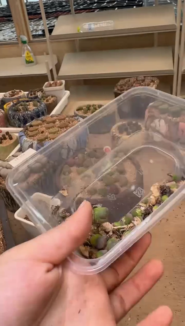 美丽的肉石头9.14-275粉熊猫