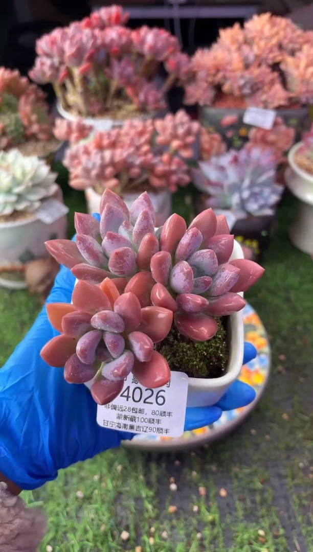 昆明印象多肉4026