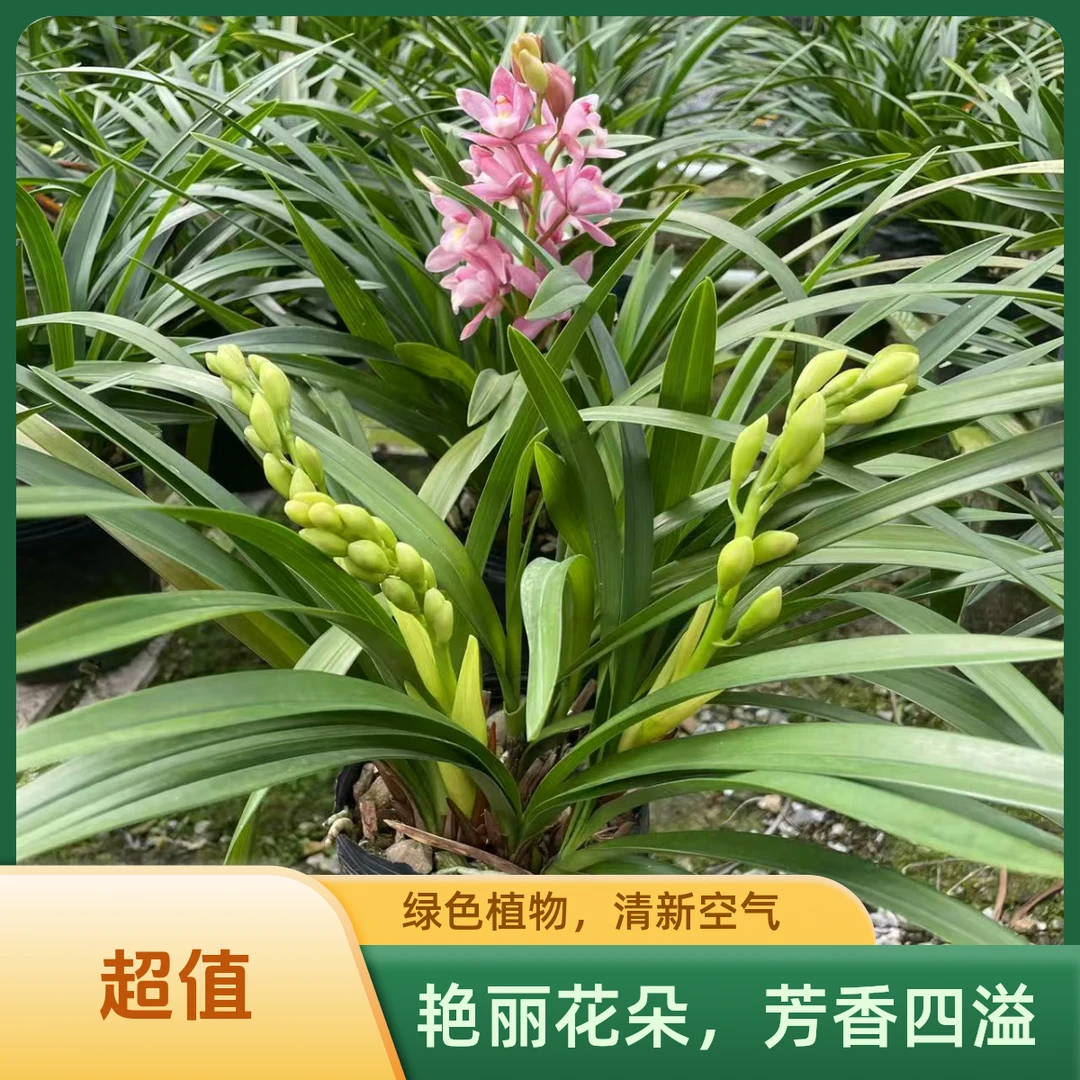 苗惠兰【樱花】室内花卉盆栽客厅植物茶几净化空气花卉盆栽