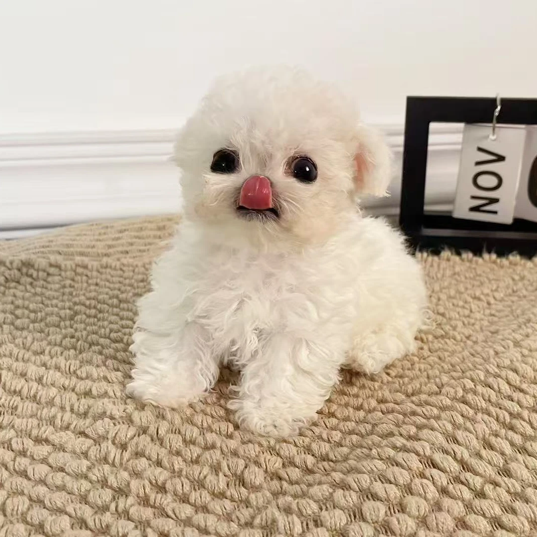 米诺宠物狗狗活体超级可爱2