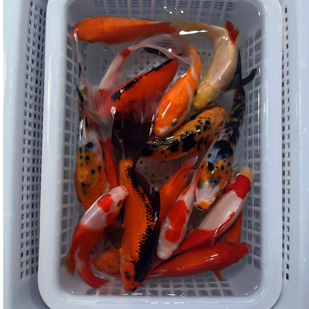 观赏鱼随机混发8-10公分冷水观赏鱼锦鲤鱼好养耐活