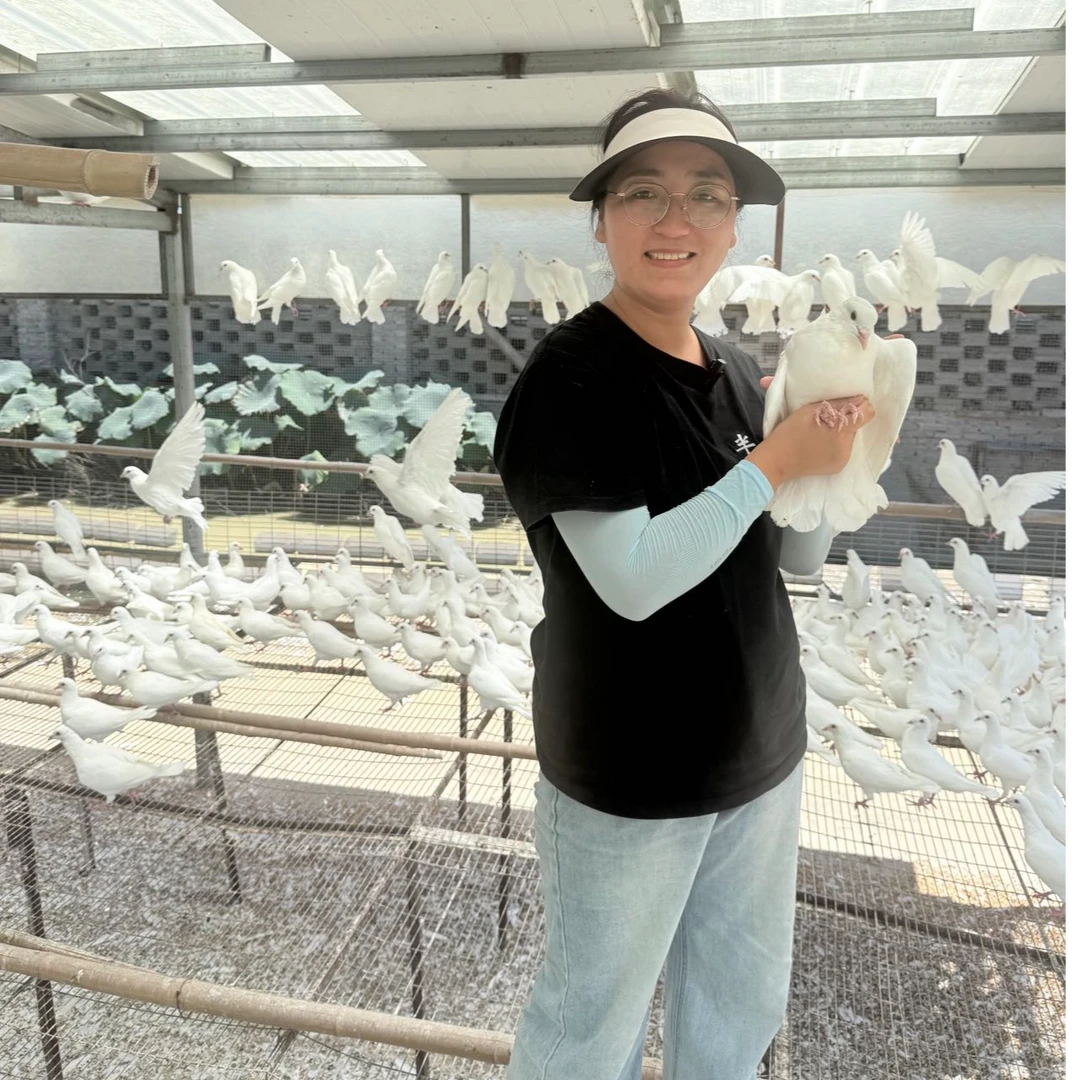 【半山头老鸽子滋补组合】纯五谷  无抗无激素  老鸽子*2只