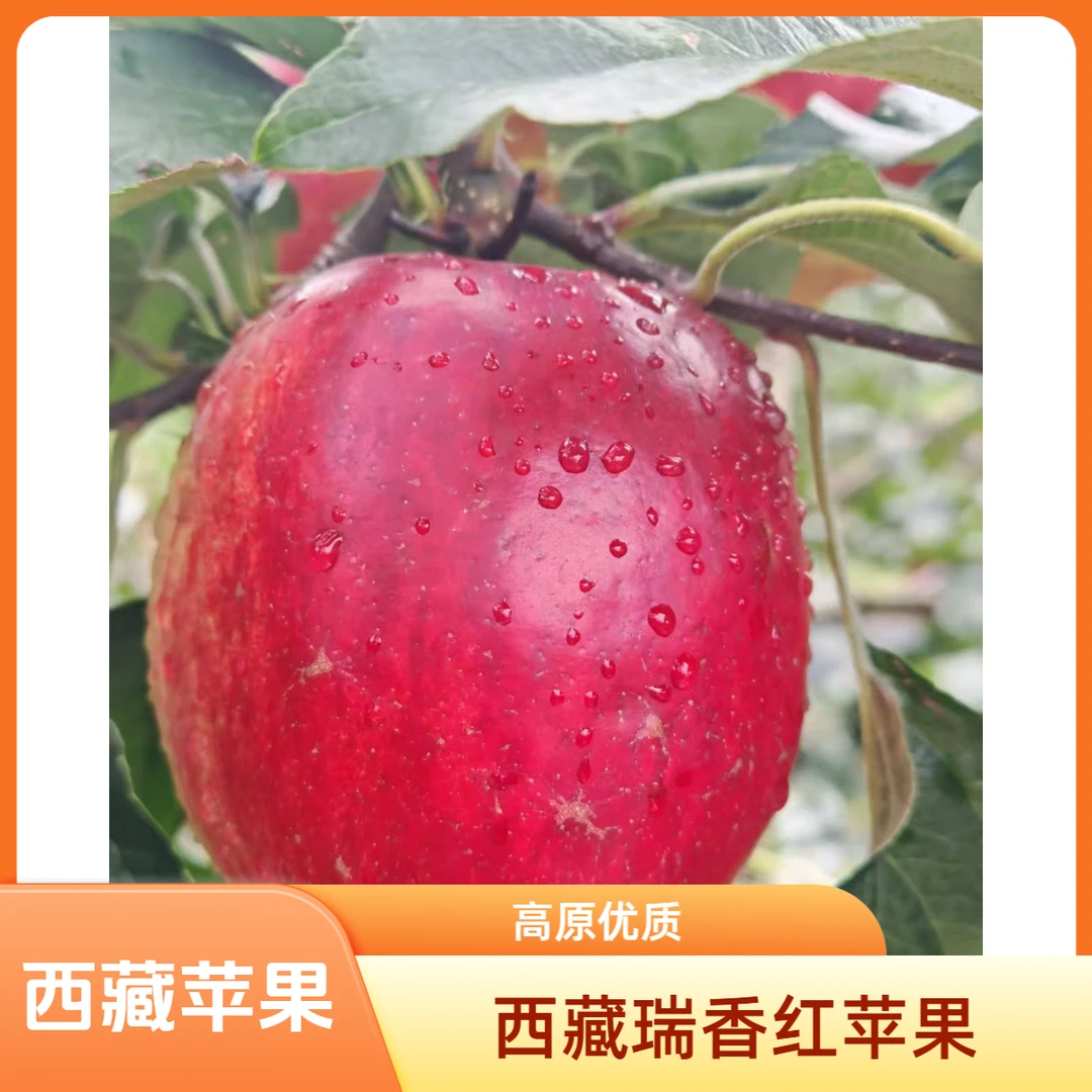 西藏林芝高海拔（瑞香红苹果）脆甜新当季高端苹果网红（藏区内包邮）
