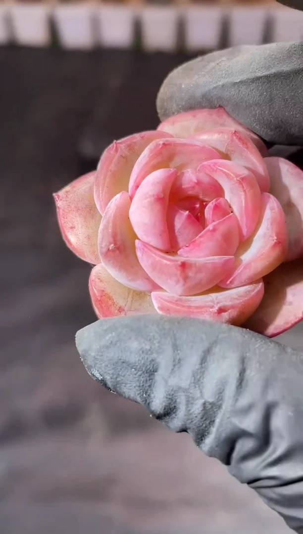 7-18 阿修罗3-4厘米 量拍发一颗