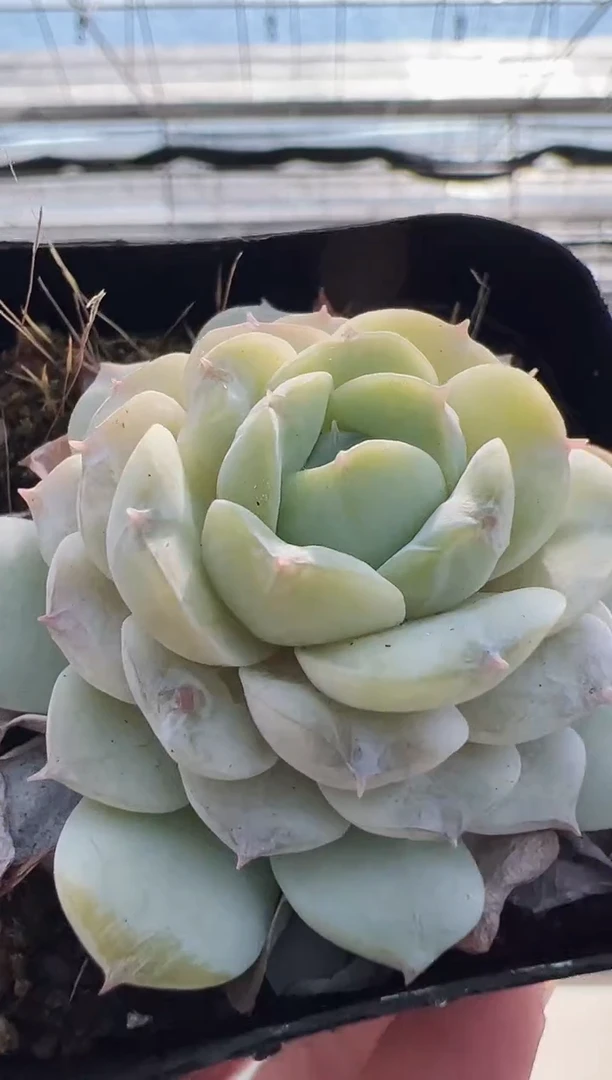 【闪购商品】福利款多肉-103