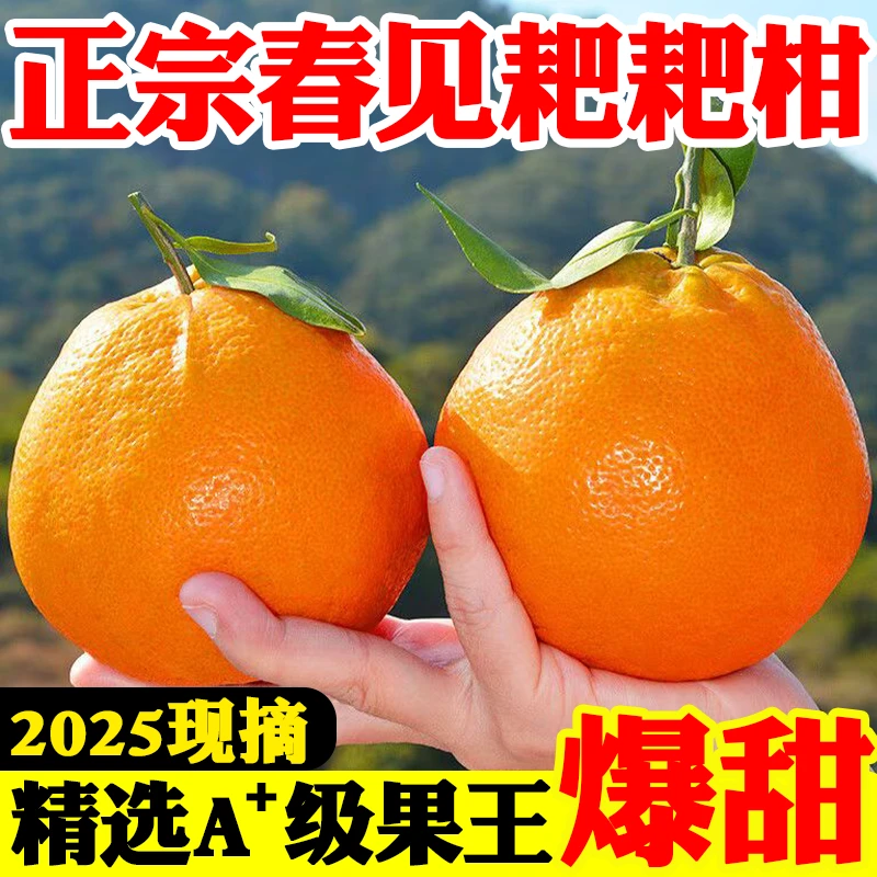 四川耙耙柑果王专属】正宗四川眉山春见耙耙柑新鲜应季水果包邮lh