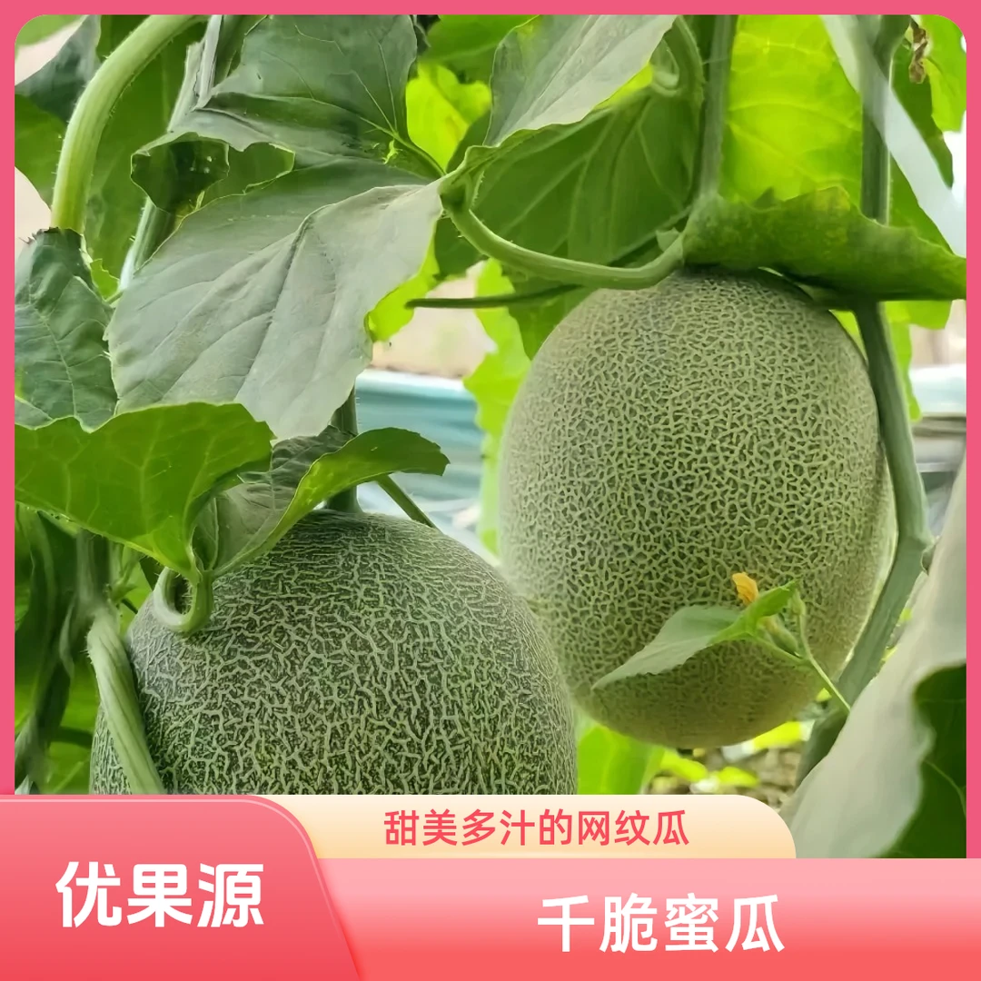 千脆哈密瓜（4斤左右）